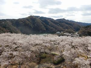 写真：十王湖方面の桜