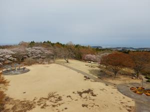 写真：伊師浜海岸方面の桜
