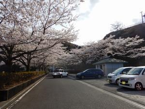 写真：ダム駐車場の桜