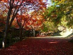 公園内の紅葉の写真