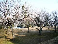 写真：助川城跡公園の見どころ10