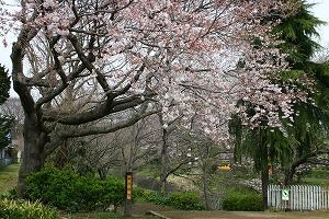 桜川緑地の入口の写真