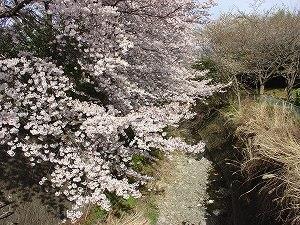 桜川の桜の写真
