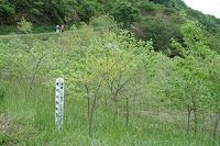 助川山保全クラブの植樹の写真