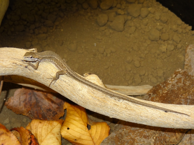 写真：ニホンカナヘビ