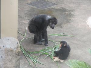 写真：チンパンジー群れ入り