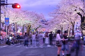 平和通りの夜桜