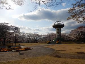 写真:広場周辺のさくら2