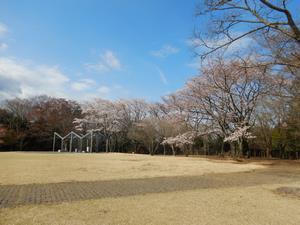 写真:広場周辺のさくら3