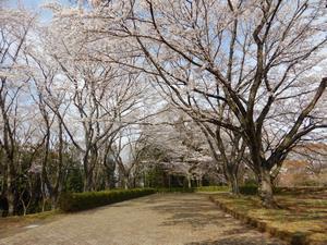 写真:広場周辺のさくら4
