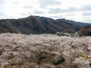 写真:十王湖方面の桜