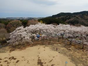 写真:日立北I.C方面の桜