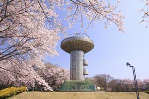 写真:広場周辺のさくら1