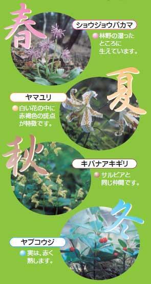 写真:公園内でみかけることができる花