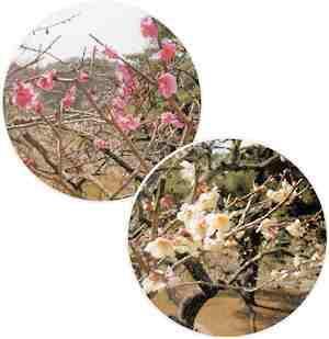 写真：諏訪梅林の梅