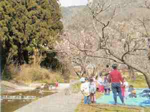 写真：花見の風景3