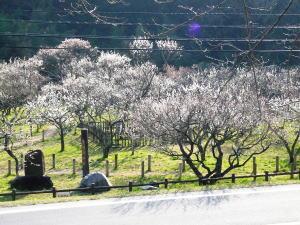 3月の開花状況の写真2