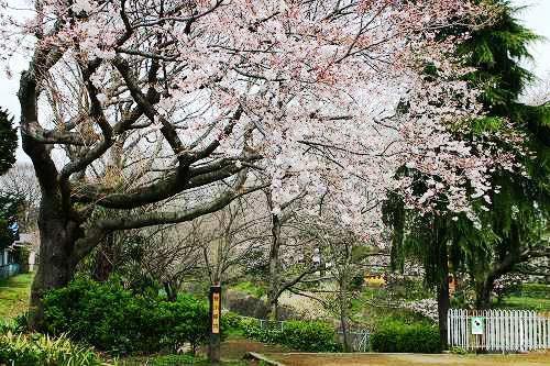 桜川緑地の桜の写真