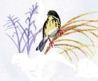 イラスト:おなかは黄色いです(アオジ)
