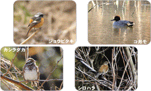 冬に見られる野鳥の写真