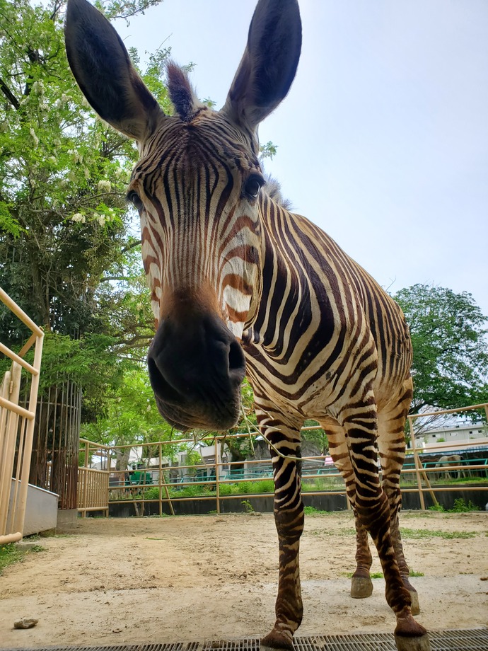 シマウマ