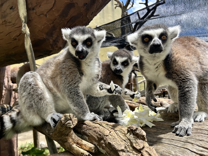 ワオキツネザル