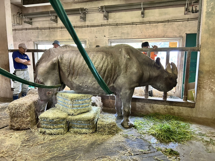 すりんぐべると