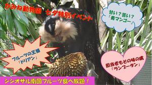 動画サムネイル：【七夕特別イベント】動物たちの願い叶えます！　シシオザルに南国フルーツあげてみた！