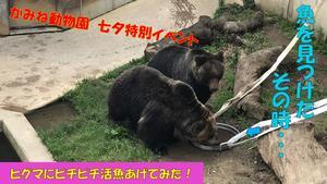 動画サムネイル：【七夕特別イベント】動物たちの願い叶えます！　ヒグマにピチピチ活魚あげてみた