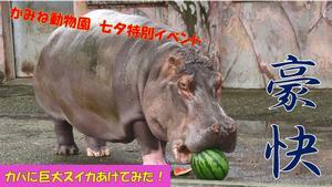 動画サムネイル：【七夕特別イベント】動物たちの願い叶えます！　カバに巨大スイカ丸ごとあげてみた！