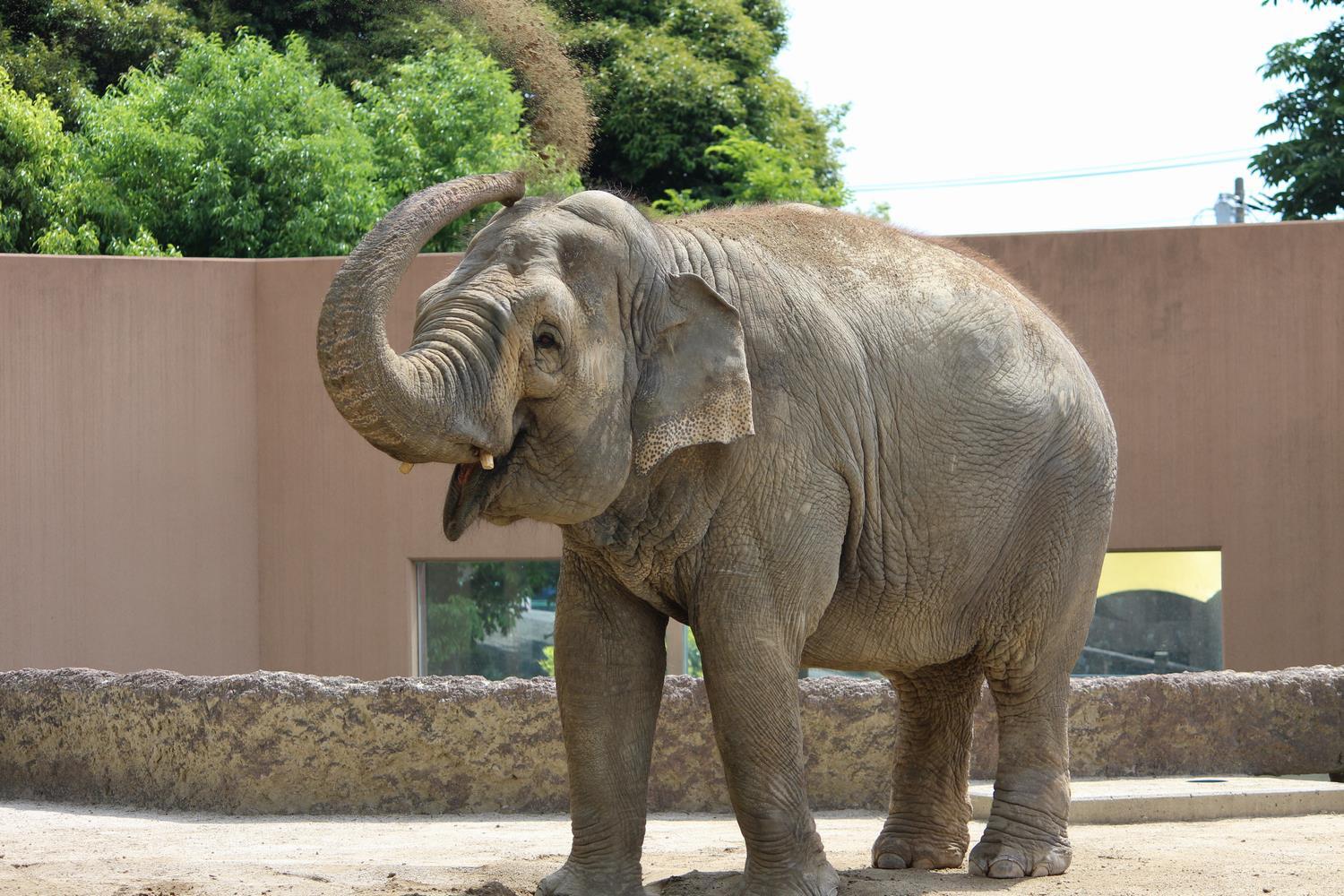 写真：アジアゾウ