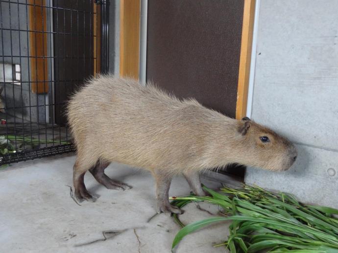 写真：カピバラ