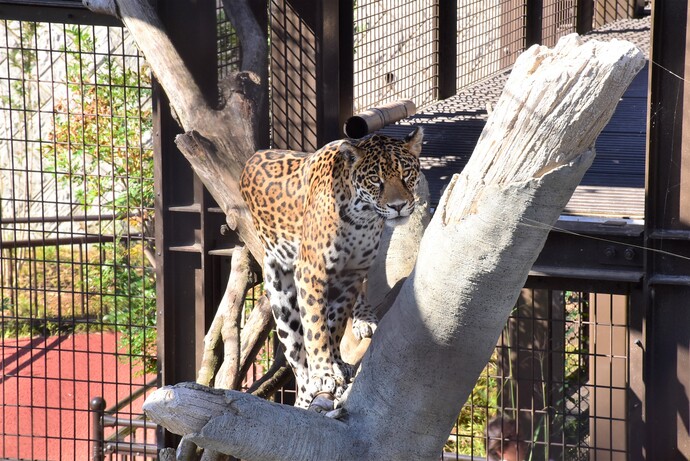 写真：ジャガー