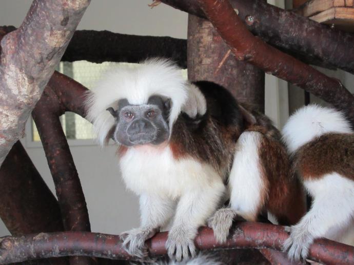 写真：ワタボウシタマリン