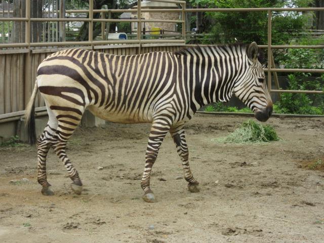 写真：ハートマンヤマシマウマ