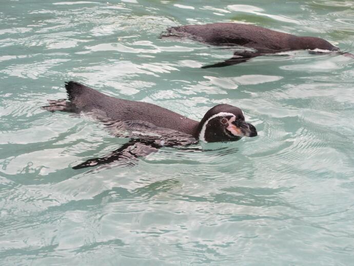 写真：フンボルトペンギン