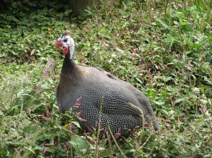 写真：ホロホロチョウ