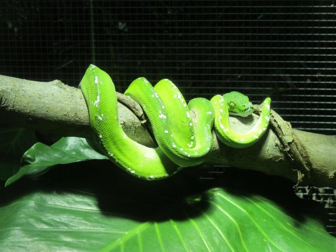 写真：ミドリニシキヘビ