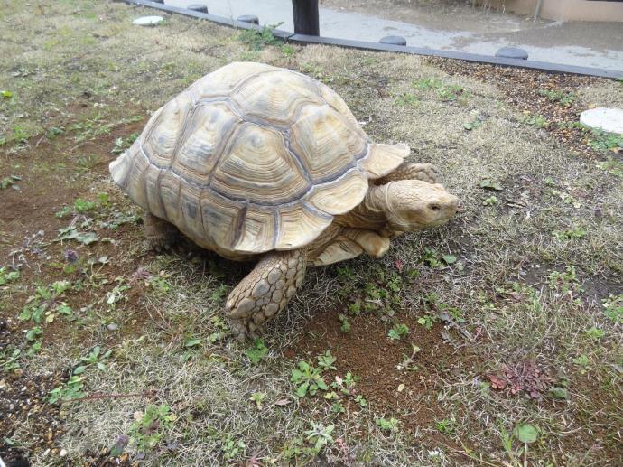 写真：ケヅメリクガメ