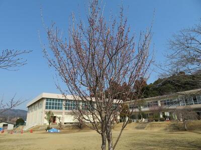 写真:交流センターの桜
