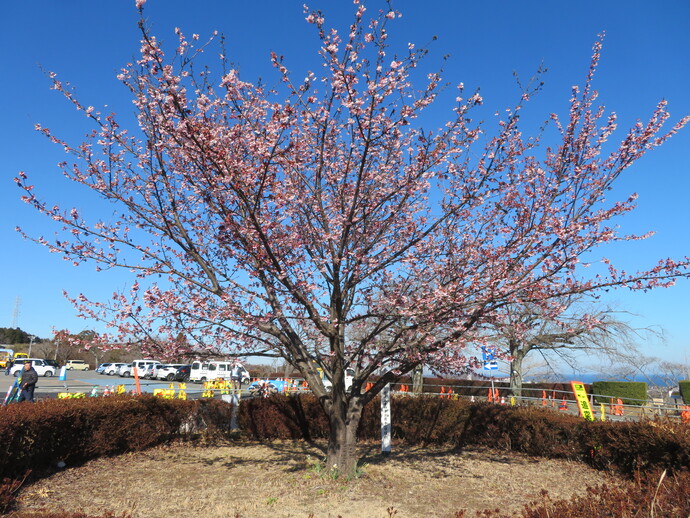 写真：日立紅寒桜全景