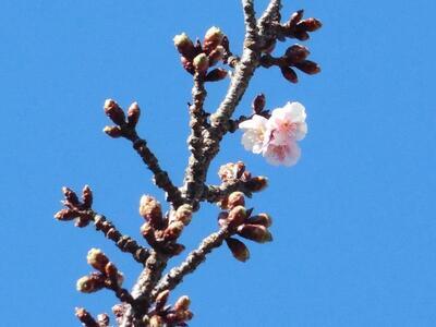 写真：日立紅寒桜