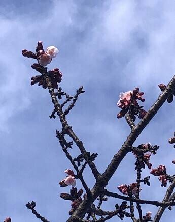写真：日立紅寒桜