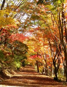 写真：小木津山自然公園