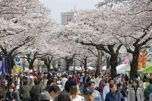 写真：平和通りの桜