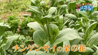 写真：チンゲンサイの菜の花