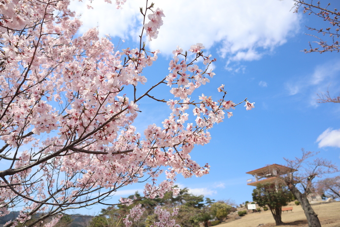 かみね公園のさくら