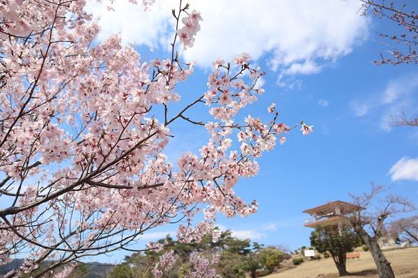 写真：かみね公園のさくら2