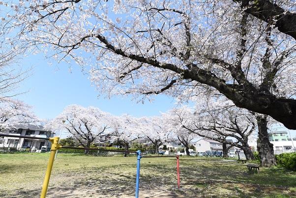 写真：とのうち児童公園のさくら