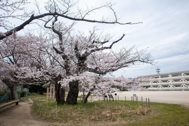 写真：助川小学校の五代桜